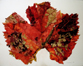 Big Red Grape Leaf